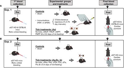 Tick Intrastadial Feeding and Its Role on IgE Production in the Murine Model of Alpha-gal Syndrome: The Tick “Transmission” Hypothesis